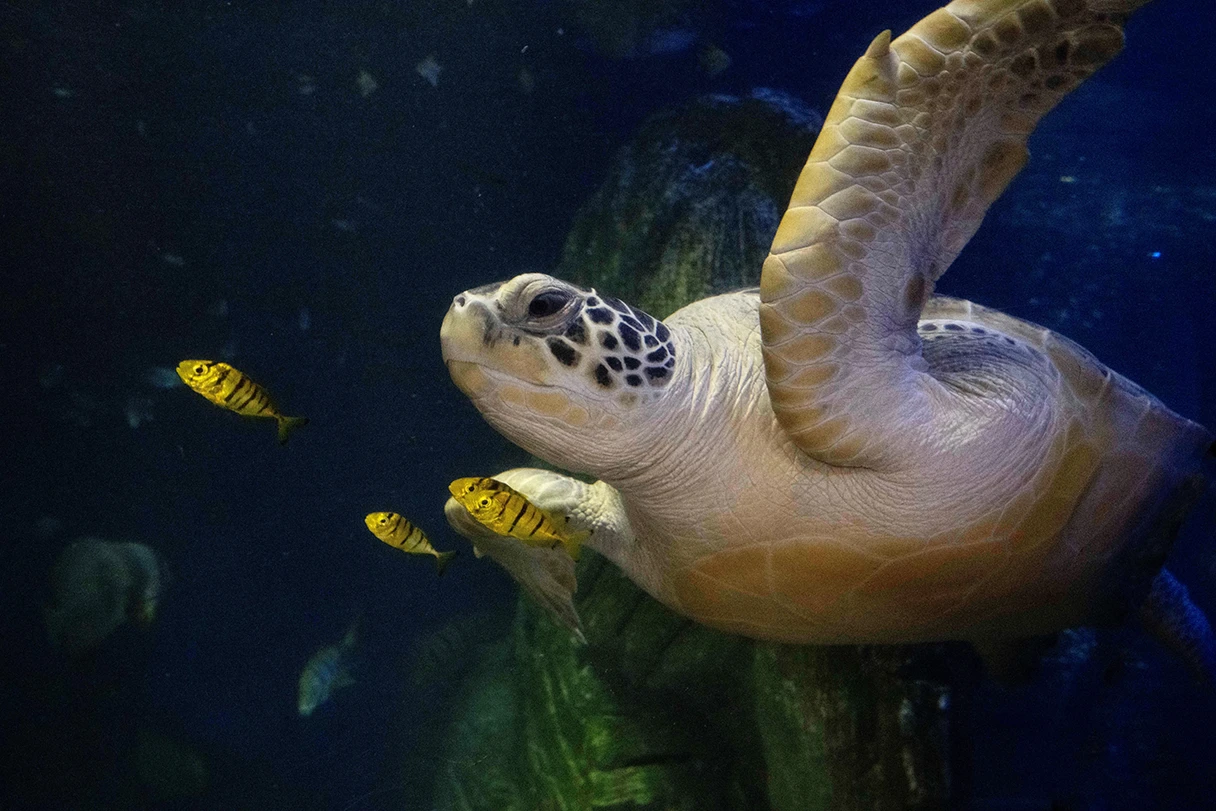 Schildkröte schwimmt durch das Aquarium SEA Life München