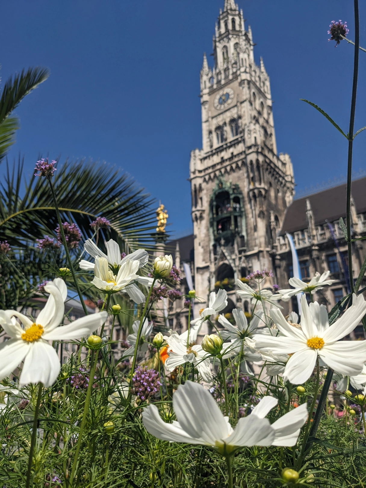 Das Rathaus am Marienplatz im Sommer, im Vordergrund sind verschiedene Blumen und Pflanzen zu sehen