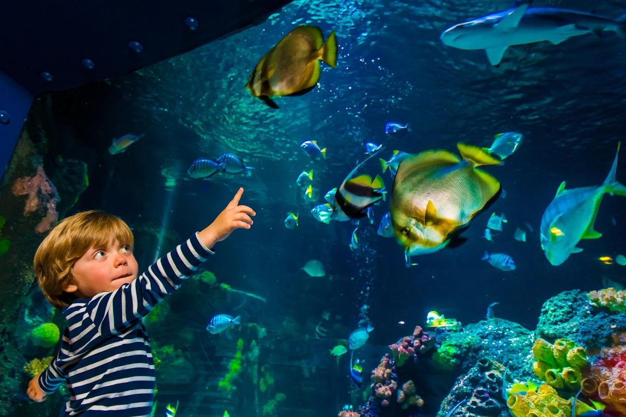 SEA LIFE München, ein Becken mit Fischen 