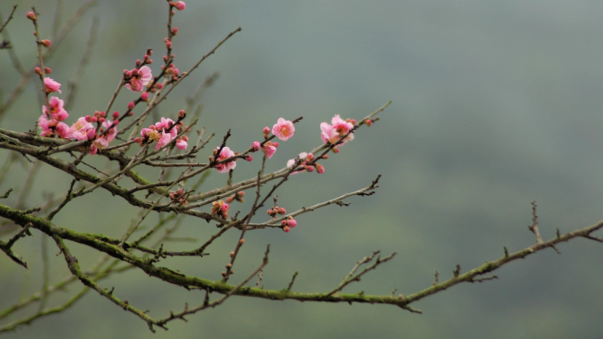 Branches on a cherry tree in winter. Cherry blossoms are already blooming on some branches