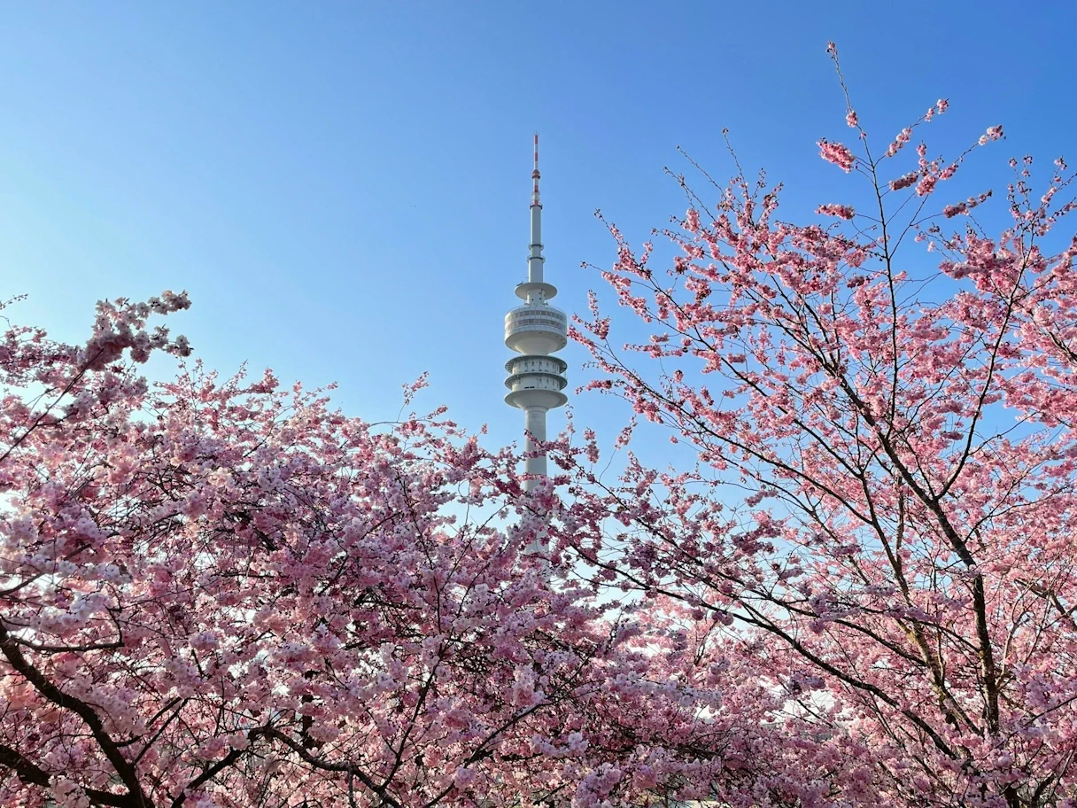 Cherry blossom trees in the Olympic Park. The Olympic Tower stands out among them