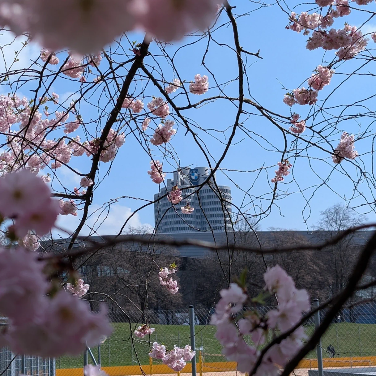 Blick auf das Gebäude des BMW Museums. Das Foto wurde durch die Äste von blühenden Kirschblüten aufgenommen, die das Bild umrahmen