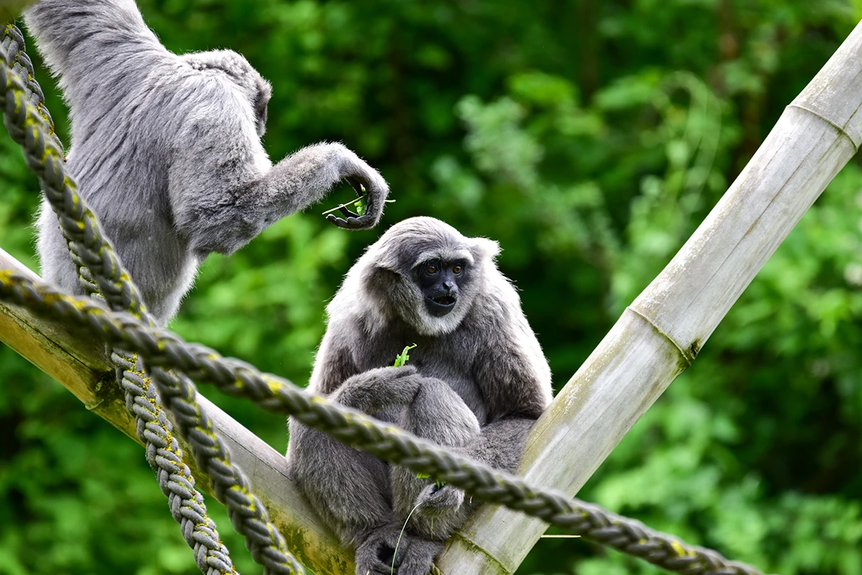 Tierpark München Hellabrunn, zwei Affen sitzen auf dem Außengehege und fressen Gras