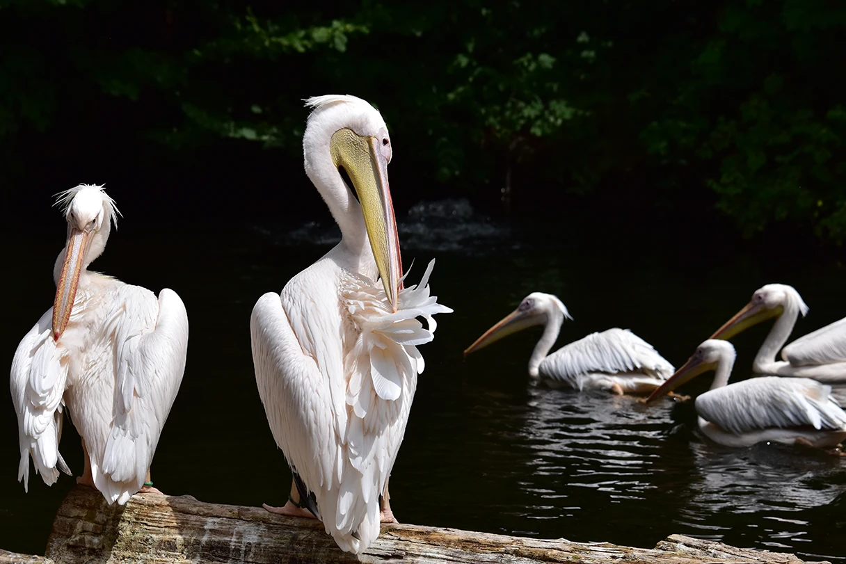 Tierpark München Hellabrunn, Pelikane sitzen auf einem Baumstumpf, drei andere Pelikane schwimmen im Hintergrund