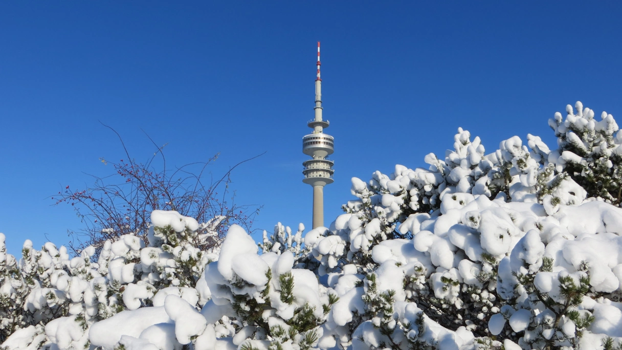 Ein Busch mit Schnee bedeckt. Im Hintergrund ist der Olympiaturm zu sehen. der Himmel ist wolkenlos