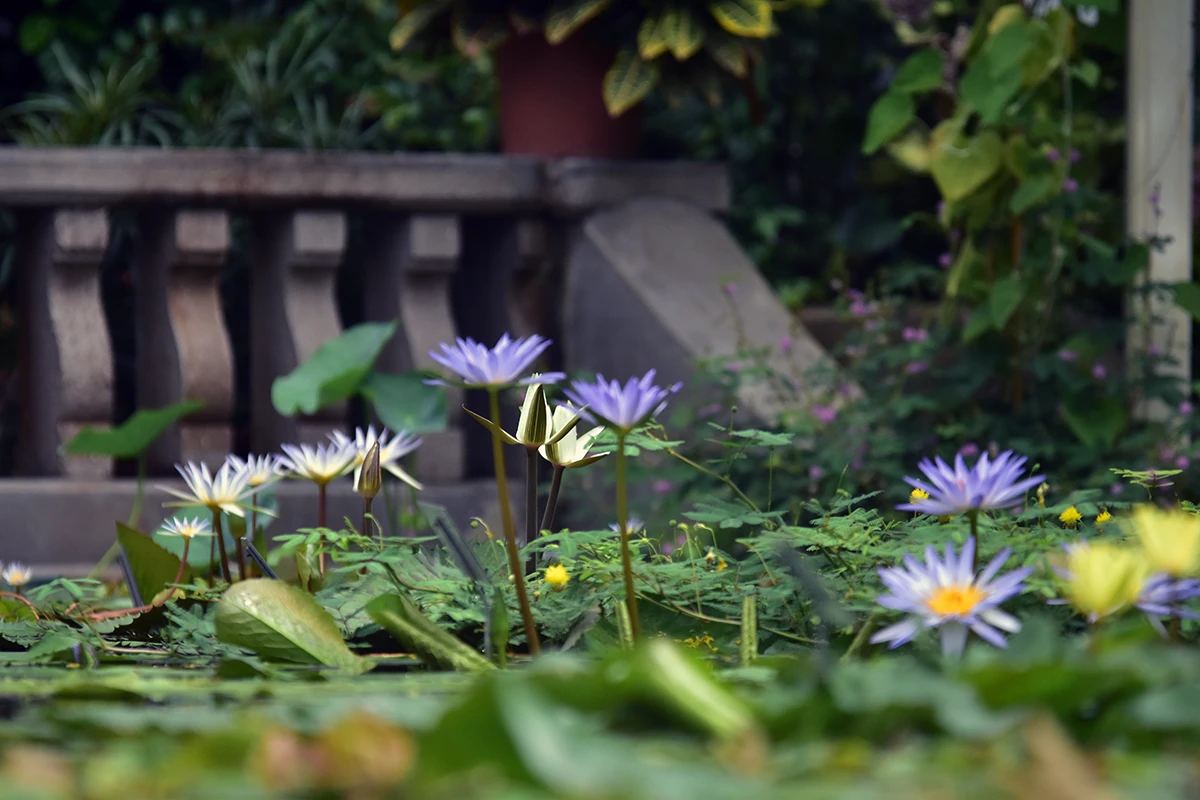 Botanischer Garten Nymphenburg, lila Seerosen im Gewächshaus