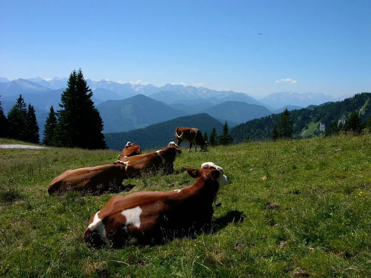 Kühe liegen auf einer Wiese. Im Hintergrund sind Berge