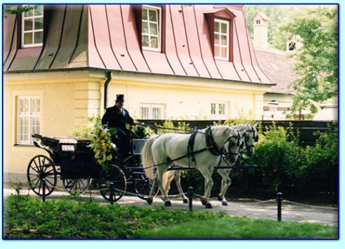 Horse carriage with two white horses in nature
