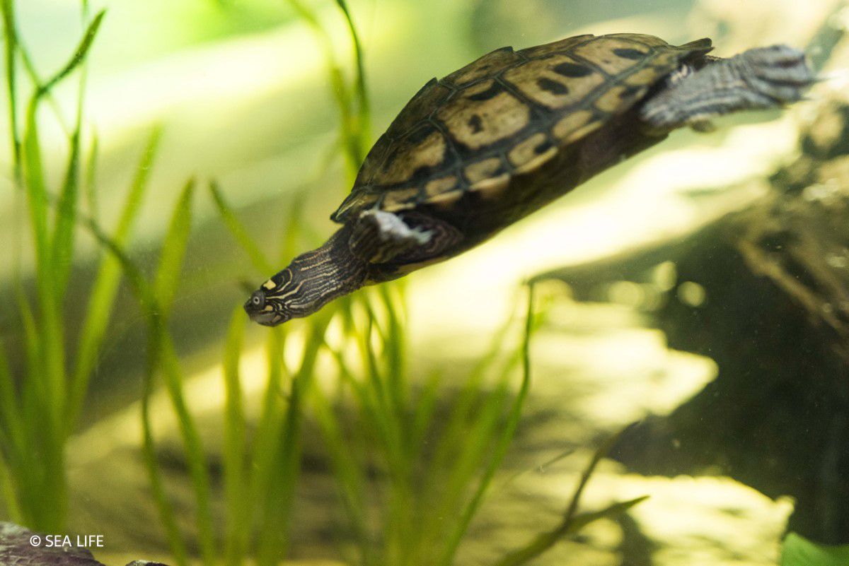SEA LIFE Munich, turtle swims through the aquarium