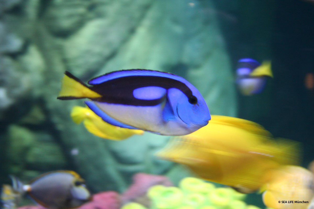 SEA LIFE Munich, pallets surgeonfish swims through the aquarium