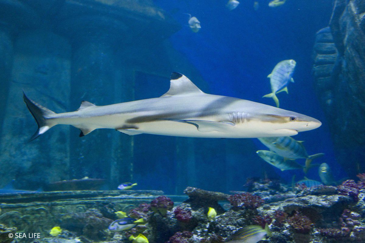 SEA LIFE München, Hai schwimmt mit anderen Fischen durch das Aquarium