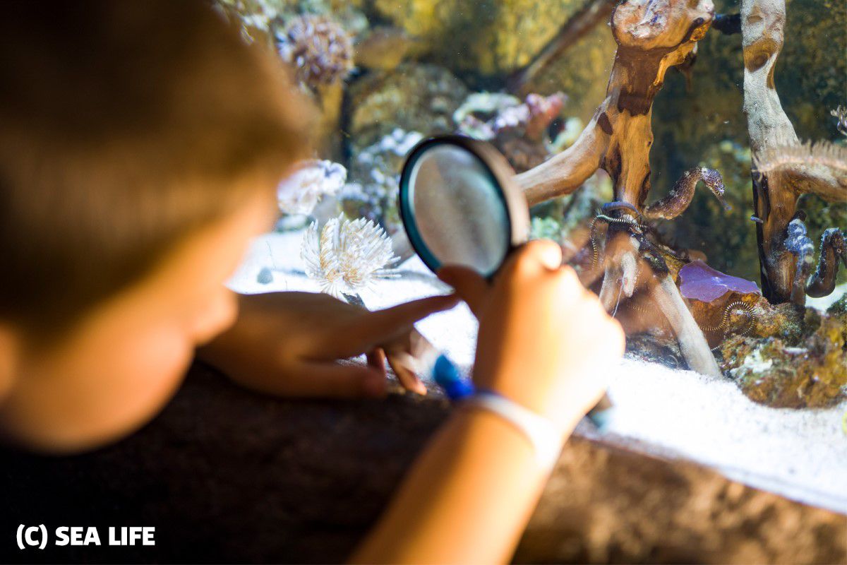 SEA LIFE München, Junge steht mit einer Lupe vor einem Aquarium und schaut sich die Meeresbewohner im Detail an