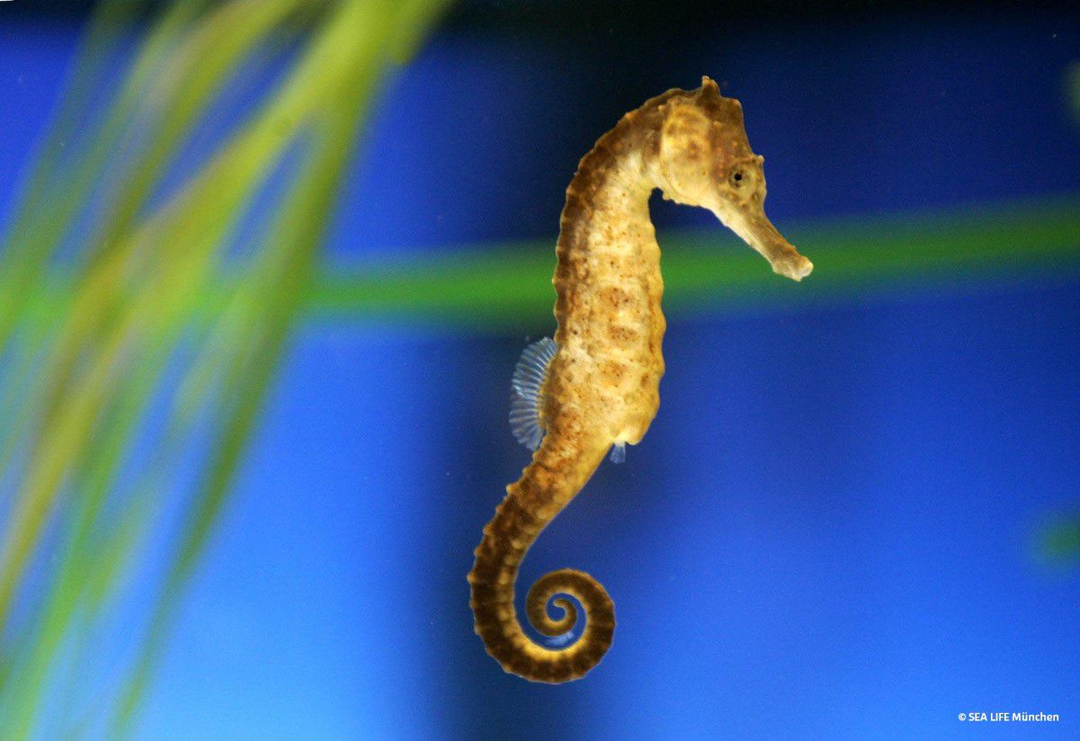 SEA LIFE Munich, Kuda seahorse swims through aquarium