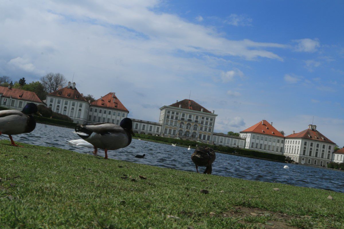 Schlosspark Nymphenburg mit Blick auf Wasser und auf das Schloss. Enten und Schwäne baden im Wasser