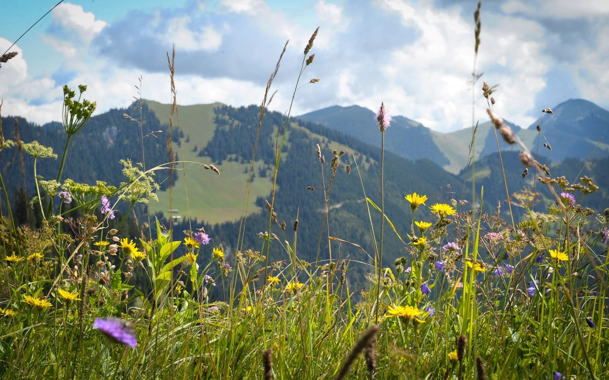 Nahaufnahme auf der Wiese am Wallberg. Der Berg ist im Hintergrund zu sehen. Auf der Wiese sind bunte Blumen